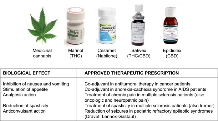 Obat Cannabinoid: Evaluasi Ilmiah Sebelum Digunakan